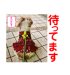 赤いりぼんの可愛い仲間達❤️①（個別スタンプ：2）