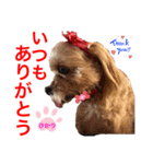 赤いりぼんの可愛い仲間達❤️①（個別スタンプ：5）