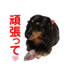 赤いりぼんの可愛い仲間達❤️①（個別スタンプ：11）