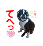 赤いりぼんの可愛い仲間達❤️①（個別スタンプ：21）