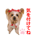 赤いりぼんの可愛い仲間達❤️①（個別スタンプ：25）