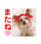 赤いりぼんの可愛い仲間達❤️①（個別スタンプ：26）