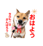 赤いりぼんの可愛い仲間達❤️①（個別スタンプ：28）