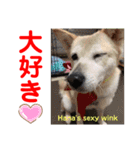 赤いりぼんの可愛い仲間達❤️①（個別スタンプ：30）