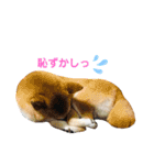 小梅スタンプ〈3〉。（個別スタンプ：3）