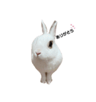 うさぎの大福さん（個別スタンプ：1）