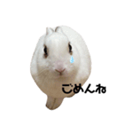 うさぎの大福さん（個別スタンプ：2）
