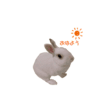 うさぎの大福さん（個別スタンプ：3）