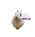 うさぎの大福さん（個別スタンプ：5）
