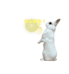 うさぎの大福さん（個別スタンプ：6）