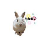 うさぎの大福さん（個別スタンプ：7）