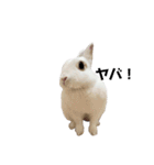 うさぎの大福さん（個別スタンプ：11）