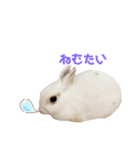 うさぎの大福さん（個別スタンプ：13）
