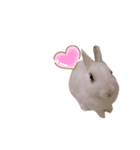 うさぎの大福さん（個別スタンプ：21）