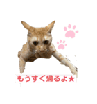 ぺぺちゃんのかわいい毎日 その2（個別スタンプ：4）