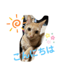 ぺぺちゃんのかわいい毎日 その2（個別スタンプ：7）