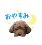 愛犬ショコラ♡（個別スタンプ：2）