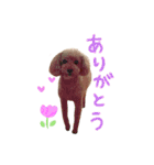 愛犬ショコラ♡（個別スタンプ：10）