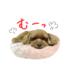 愛犬ショコラ♡（個別スタンプ：20）