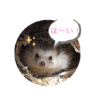 たわテミ（個別スタンプ：1）