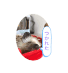 たわテミ（個別スタンプ：4）