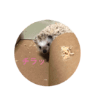 たわテミ（個別スタンプ：10）