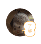 たわテミ（個別スタンプ：12）
