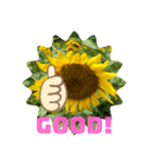 向日葵くん（個別スタンプ：4）