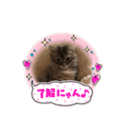 サイベリアンのキキたん（個別スタンプ：10）