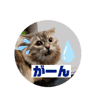 サイベリアンのキキたん（個別スタンプ：12）