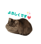 サイベリアンのキキたん（個別スタンプ：14）