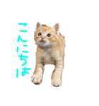 テヤンくん①（個別スタンプ：2）