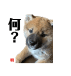 唄 〜仔犬編〜（個別スタンプ：4）