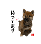 唄 〜仔犬編〜（個別スタンプ：9）