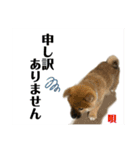 唄 〜仔犬編〜（個別スタンプ：10）
