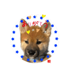 唄 〜仔犬編〜（個別スタンプ：16）