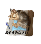 ヨークシャーワンちゃん（個別スタンプ：10）