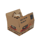 ヨークシャーワンちゃん（個別スタンプ：26）