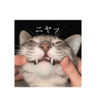 のぶのぶおの日常（個別スタンプ：6）