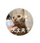 ぺぺちゃん かわいい毎日 その2（個別スタンプ：1）