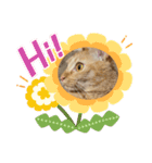 ぺぺちゃん かわいい毎日 その2（個別スタンプ：3）