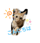 ぺぺちゃん かわいい毎日 その2（個別スタンプ：7）