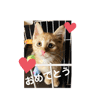 ぺぺちゃん かわいい毎日 その2（個別スタンプ：9）