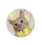 ぺぺちゃん かわいい毎日 その2（個別スタンプ：11）