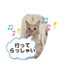 ぺぺちゃん かわいい毎日 その2（個別スタンプ：15）