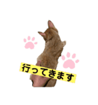 ぺぺちゃん かわいい毎日 その2（個別スタンプ：16）