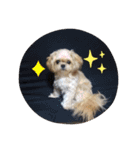 愛犬もなちゃん（個別スタンプ：6）