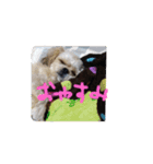 愛犬もなちゃん（個別スタンプ：7）
