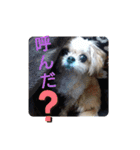 愛犬もなちゃん（個別スタンプ：12）