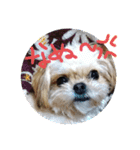 愛犬もなちゃん（個別スタンプ：15）